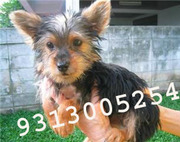 SILKY TERRIER ,  SHIBA INU Puppies for Sale.